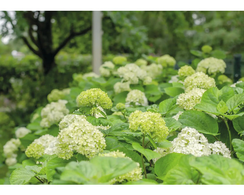 Hortensiabuske med blommor i trädgården