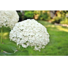 Närbild av en klotformad hortensia i trädgården