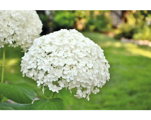 Närbild av en klotformad hortensia i trädgården