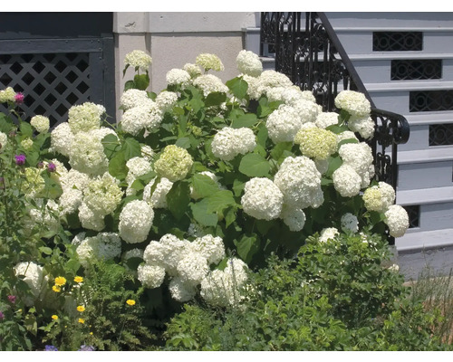 Vidjehortensia OMNIA GARDEN Hydrangea arborescens 'Annabelle' 5-pack Buske med vita hortensiablommor framför en byggnad
