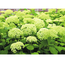 Hydrangeabädd med gröna blommor