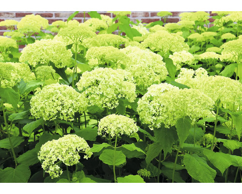 Hydrangeabädd med gröna blommor