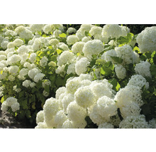 Rad med frodiga, vita hortensiablommor med gröna blad