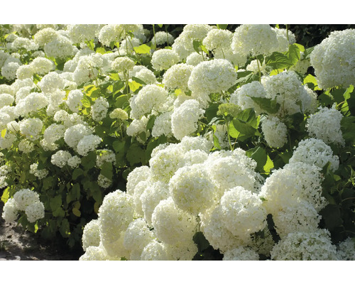 Rad med frodiga, vita hortensiablommor med gröna blad