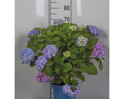 Hortensia i kruka med blåa och rosa blommor