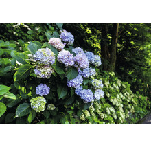 Närbild av blommande hortensior i trädgården
