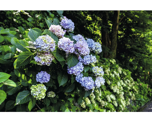 Närbild av blommande hortensior i trädgården