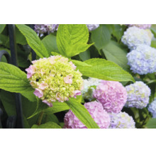 Närbild av en hortensiablomma med gröna och rosa kronblad