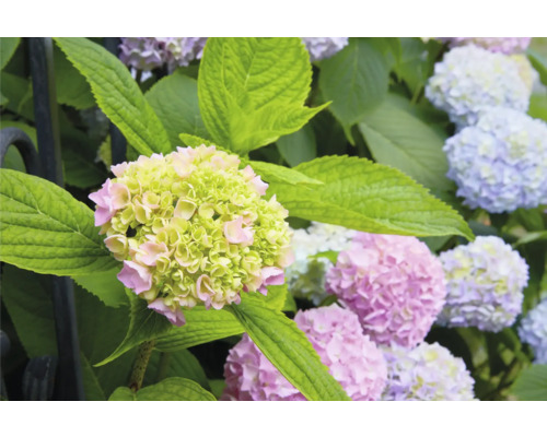 Närbild av en hortensiablomma med gröna och rosa kronblad