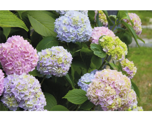 Närbild av hortensiablommor med blad