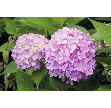 Närbild av två hortensiablommor med blad