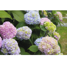 Närbild av en hortensia med blommor