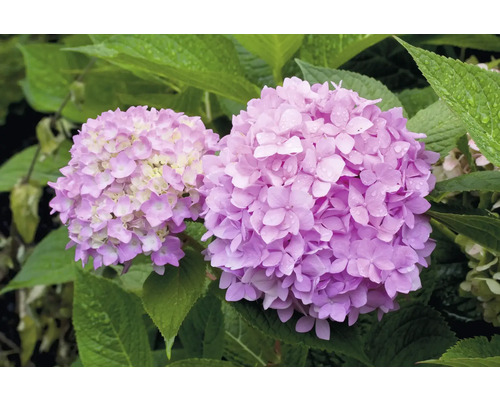 Närbild av två rosa hortensiablommor med gröna blad