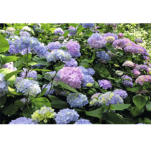 Närbild av hortensiablommor med blad