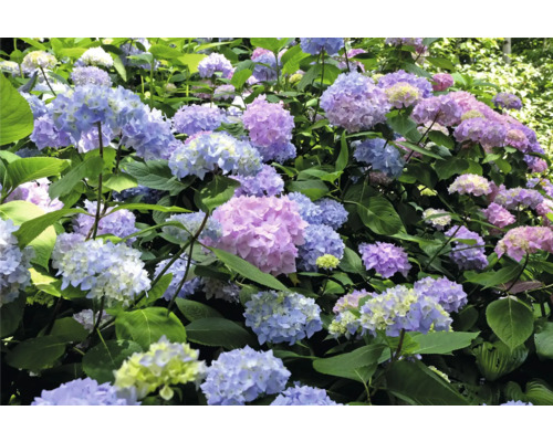 Närbild av hortensiablommor med blad