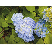 Närbild av blå hortensiablommor med gröna blad