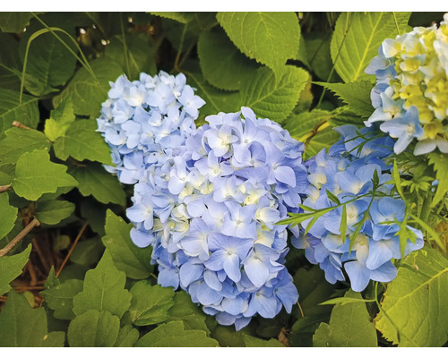 Närbild av blå hortensiablommor med gröna blad