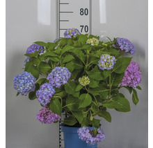 Hortensia i kruka med blåvioletta blommor