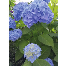 Blommande hortensia i trädgården