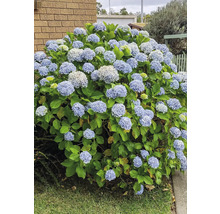 Hortensiabuske med många blommor