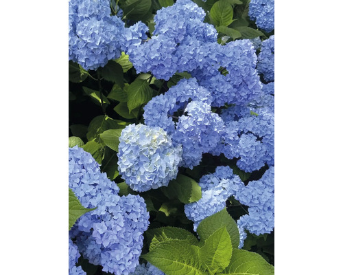 Blå hortensiablommor med gröna blad