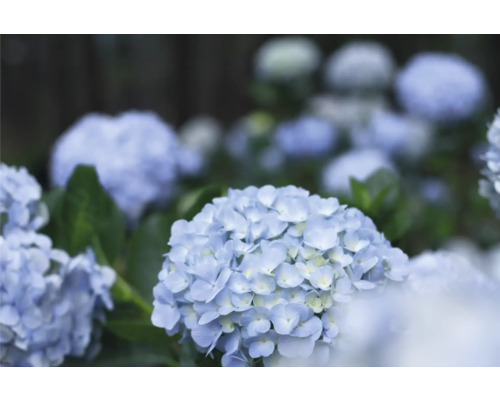 Närbild av blå hortensiablommor i trädgården