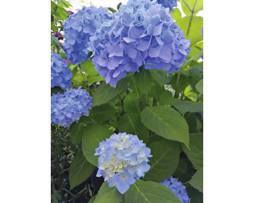 Närbild av en blå hortensiablomma med gröna blad