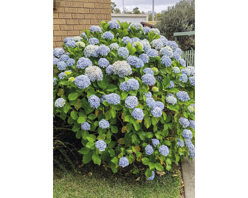 Blommande hortensiabuske i trädgården