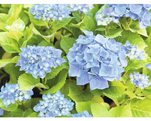 Närbild av blå hortensiablommor med gröna blad