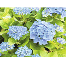 Närbild av en blå hortensia i trädgården.