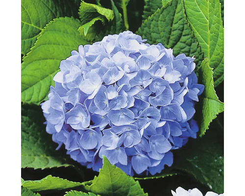Närbild av en blå hortensiablomma med gröna blad