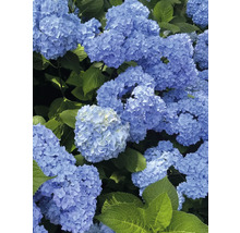 Närbild av blå hortensiablommor med gröna blad