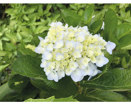 Närbild av vit hortensiablomma med gröna blad