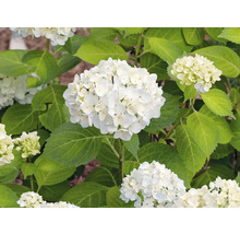 Närbild av en vit hortensiablomma med gröna blad
