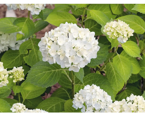 Närbild av en vit hortensia med gröna blad
