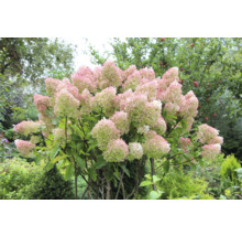 Syrenhortensia med blommor i trädgården