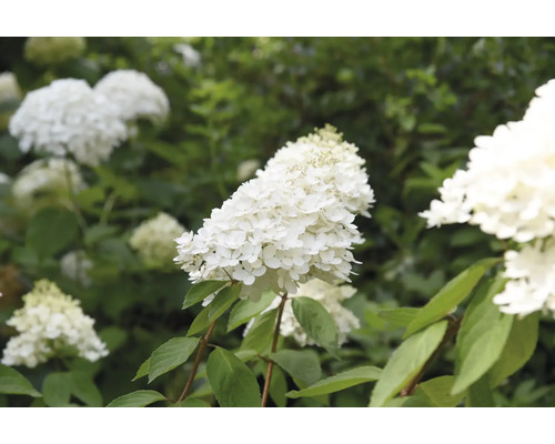 Vit vipphortensia med gröna blad i trädgården