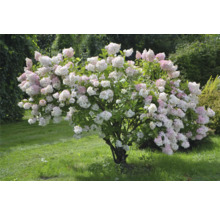 Hortensia i trädgården med vita och rosa blommor