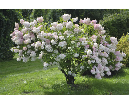 Hortensia i trädgården med vita och rosa blommor