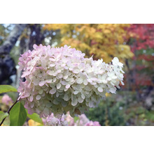 Plymhortensia i trädgården