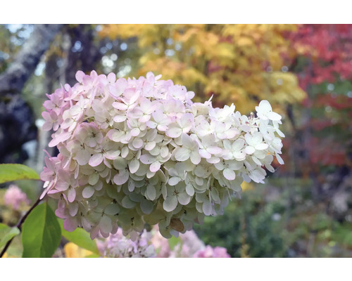 Plymhortensia i trädgården