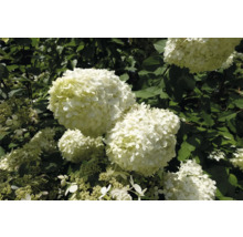 Trädgårdshortensia med vita blommor