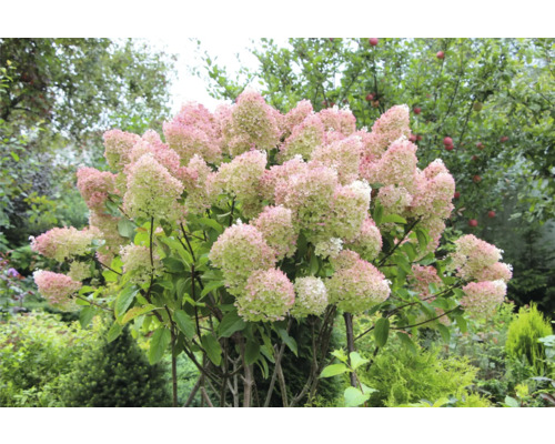 Syrenhortensia i trädgården