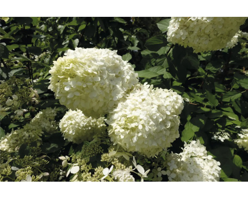 Syrenhortensia med vita blommor