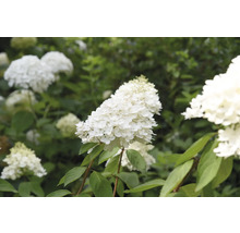 Hortensia paniculata i trädgården