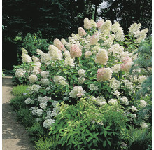 Hortensiabuske i trädgården med konformade blomställningar