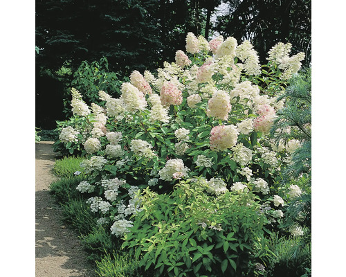 Syrénhortensia OMNIA GARDEN Hydrangea paniculata 'Grandiflora' 5-pack Hortensiabuske i trädgården med konformade blomställningar