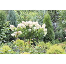 Hortensia i trädgården