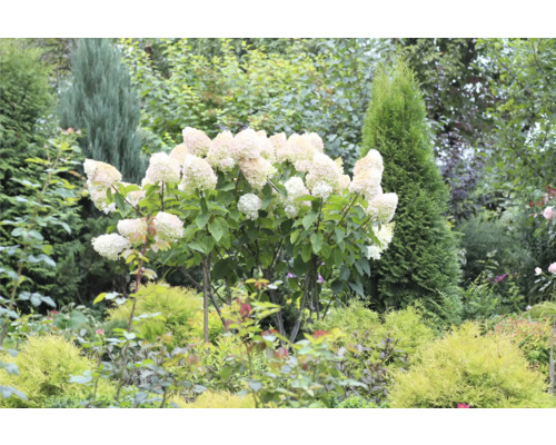 Hortensia i trädgården