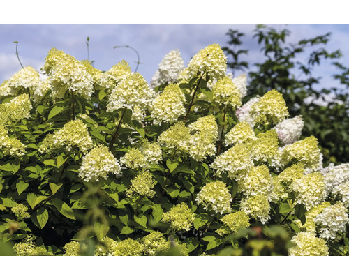 Syrenhortensia med frodiga blomställningar och gröna blad